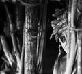 Portrait of a Warrior Asmat tribe in an unusual battle mask.