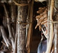 Portrait of a Warrior Asmat tribe in an unusual battle mask.