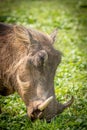 Portrait of a warthog Phacochoerus africanus eating, Lake Mburo National Park, Uganda.