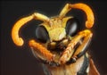 Portrait of a wasp