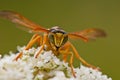 Portrait of a wasp on a flower