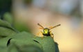 Portrait of wasp watching scary directly Royalty Free Stock Photo