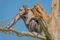 Portrait of watchful adult Chimpanzee sitting on a tree at blue sky Royalty Free Stock Photo