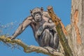 Portrait of watchful adult Chimpanzee sitting on a tree at blue sky Royalty Free Stock Photo