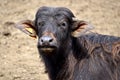 Portrait water buffalo calf Royalty Free Stock Photo