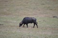 Portrait Of A Water Buffalo Grazing In The Natural Park Of Cabarceno Old Mine For Extraction Of Iron. August 25, 2013. Cabarceno, Royalty Free Stock Photo