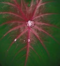 Portrait of water drops that inundate the hollow of taro leaves resembling diamonds with a combination of red and green leaf veins