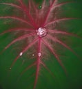 Portrait of water drops that inundate the hollow of taro leaves resembling diamonds with a combination of red and green leaf veins