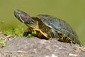 Portrait of water turtle