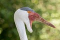 Portrait of a wattled crane - grus carunculata Royalty Free Stock Photo