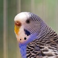 Portrait of wavy parrot close-up. Macro. Royalty Free Stock Photo