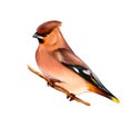 Portrait of a Waxwing bird sitting on a branch on white background, hand drawn sketch