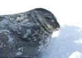 Portrait of Weddell seals sleeping on the ice. Royalty Free Stock Photo