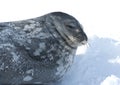 Portrait of Weddell seals sleeping on the ice.