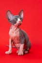 Purebred male kitty Sphynx seven weeks old sitting on red background and questioningly looking up