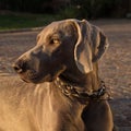 Portrait of weimaraner dog head Royalty Free Stock Photo