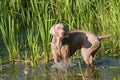 Portrait of weimaraner dog Royalty Free Stock Photo