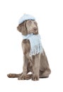 Portrait of Weimaraner dog wearing a hat and scarf Royalty Free Stock Photo