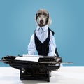 Portrait of Weimaraner dressed as businessman with eyeglasses posing near typewriter over blue studio background. Bossy