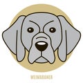 Portrait of Weimaraner