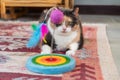 Portrait of Well fed adult multicolor cat pet plays with Interactive Cat Teaser toy with colorful feathers on the floor