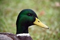 Duck\'s head close-up. Wild breeds of birds tamed by man.