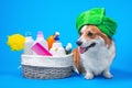 Portrait welsh corgi pembroke dog with a box of accessories for bathing with a green towel on his head or grooming against an blue Royalty Free Stock Photo