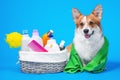 Portrait welsh corgi pembroke dog with a box of accessories for bathing or grooming against an blue background. how to groom a dog Royalty Free Stock Photo