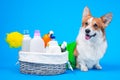 Portrait welsh corgi pembroke dog with a box of accessories for bathing or grooming against an blue background. how to groom a dog Royalty Free Stock Photo