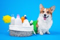 Portrait welsh corgi pembroke dog, with a box of accessories for bathing or grooming against an blue background. how to groom a Royalty Free Stock Photo