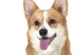 Portrait of Welsh corgi Pembroke dog Royalty Free Stock Photo