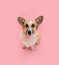 Portrait welsh corgi pembroke dog looking at camera. Isolated on pink pastel background Royalty Free Stock Photo