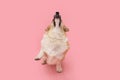 Portrait welsh corgi pembroke dog trick looking up and high five. Isolated on pink background Royalty Free Stock Photo