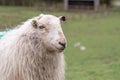 Portrait of a Welsh mountain sheep Royalty Free Stock Photo