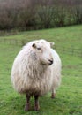 Portrait of a Welsh mountain sheep Royalty Free Stock Photo