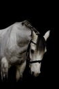 Portrait of a welsh pony stallion in black background Royalty Free Stock Photo