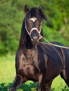 Portrait of welsh pony stallion in motion Royalty Free Stock Photo