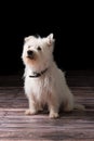 Portrait of a West highland terrier dog with a black background