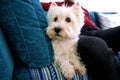 Portrait of West Highland White Terrier dog in addition to his owner on bed, couch and sofa is posing for photo shoot, close up. Royalty Free Stock Photo