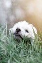 portrait west highland white terrier dog in grass Royalty Free Stock Photo