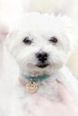 Portrait west highland white terrier dog  in a white haze Royalty Free Stock Photo