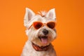 Portrait West Highland White Terrier Dog With Sunglasses Orange Background Royalty Free Stock Photo