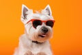 Portrait West Highland White Terrier Dog With Sunglasses Orange Background Royalty Free Stock Photo