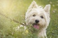 Portrait West highland white Terrier in the Park on the grass. Royalty Free Stock Photo