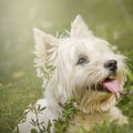 Portrait West highland white Terrier in the Park on the grass. Royalty Free Stock Photo