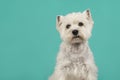 Portrait of a West highland white terrier or westie dog glancing