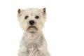 Portrait of a West highland white terrier or westie dog looking