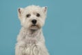 Portrait of a West highland white terrier or westie dog looking Royalty Free Stock Photo