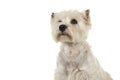 Portrait of a West highland white terrier or westie dog looking Royalty Free Stock Photo