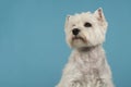 Portrait of a West highland white terrier or westie dog looking Royalty Free Stock Photo